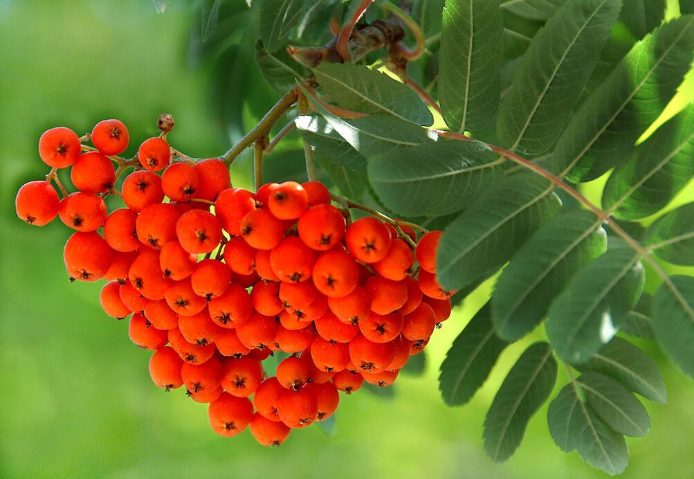 Rowan leaves are used as a compress on fungal nails. 