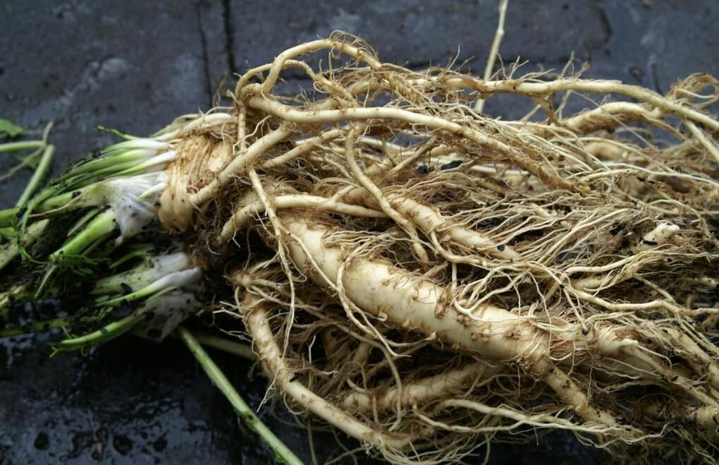 Horseradish root against fungi